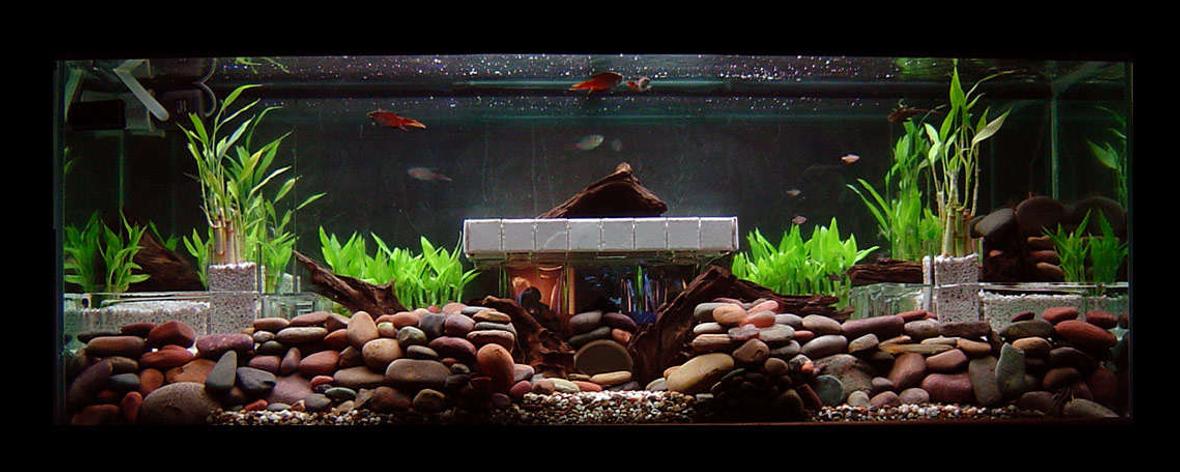 100 gallons planted tank (mostly live plants and fish) - Day Light Recently setup 3 months ago. So far so good.