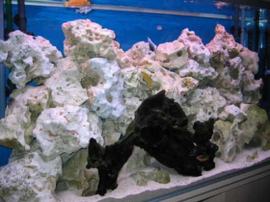 Rated #167: 30 Gallons Freshwater Fish Tank - My 48" Malawi Cichlid tank, now with more rocks (thanks Charlie!) and nice driftwood.  Yellow, blue, orange and stripey Cichlids.