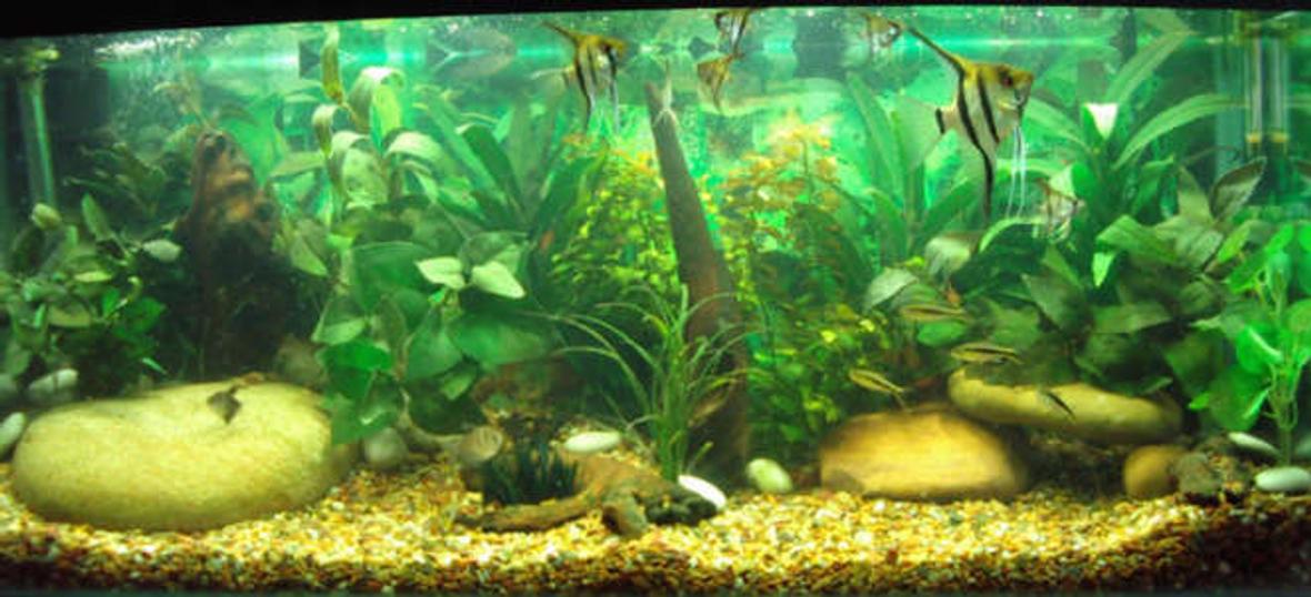 48 gallons freshwater fish tank (mostly fish and non-living decorations) - this is a picture of my new layout with my angels in the forground.