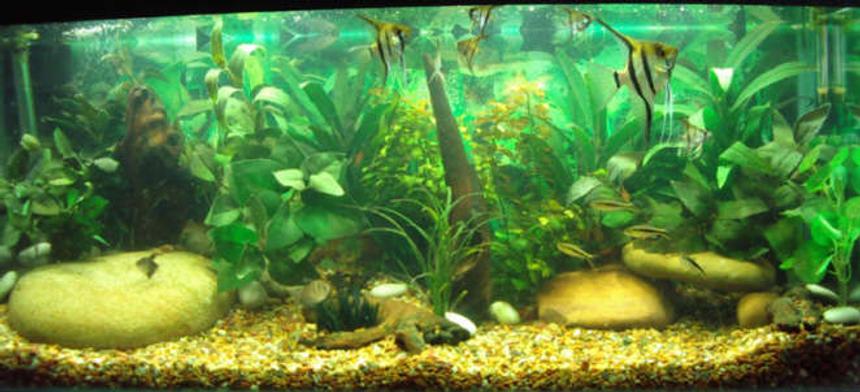 Rated #104: 48 Gallons Freshwater Fish Tank - this is a picture of my new layout with my angels in the forground.