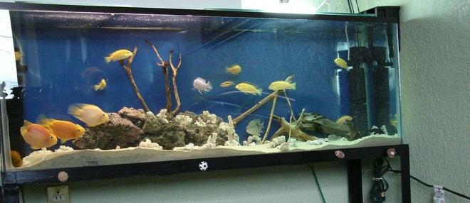 45 gallons freshwater fish tank (mostly fish and non-living decorations) - renovacion de mi acuario con arena de mar, corales blancos y rocas de rio...
