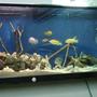 45 gallons freshwater fish tank (mostly fish and non-living decorations) - renovacion de mi acuario con arena de mar, corales blancos y rocas de rio...