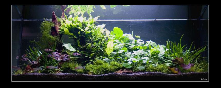 Rated #15: 31 Gallons Planted Tank - some plants