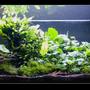 31 gallons planted tank (mostly live plants and fish) - some plants