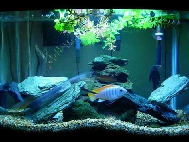 20 gallons freshwater fish tank (mostly fish and non-living decorations) - Lake Malawi Mbuna Tank