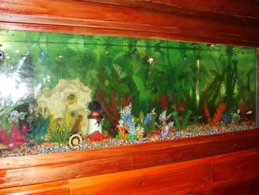 Rated #373: 65 Gallons Freshwater Fish Tank - My 4ft tropical fish tank!!!!