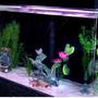55 gallons freshwater fish tank (mostly fish and non-living decorations) - MY 55 GALLON TANK