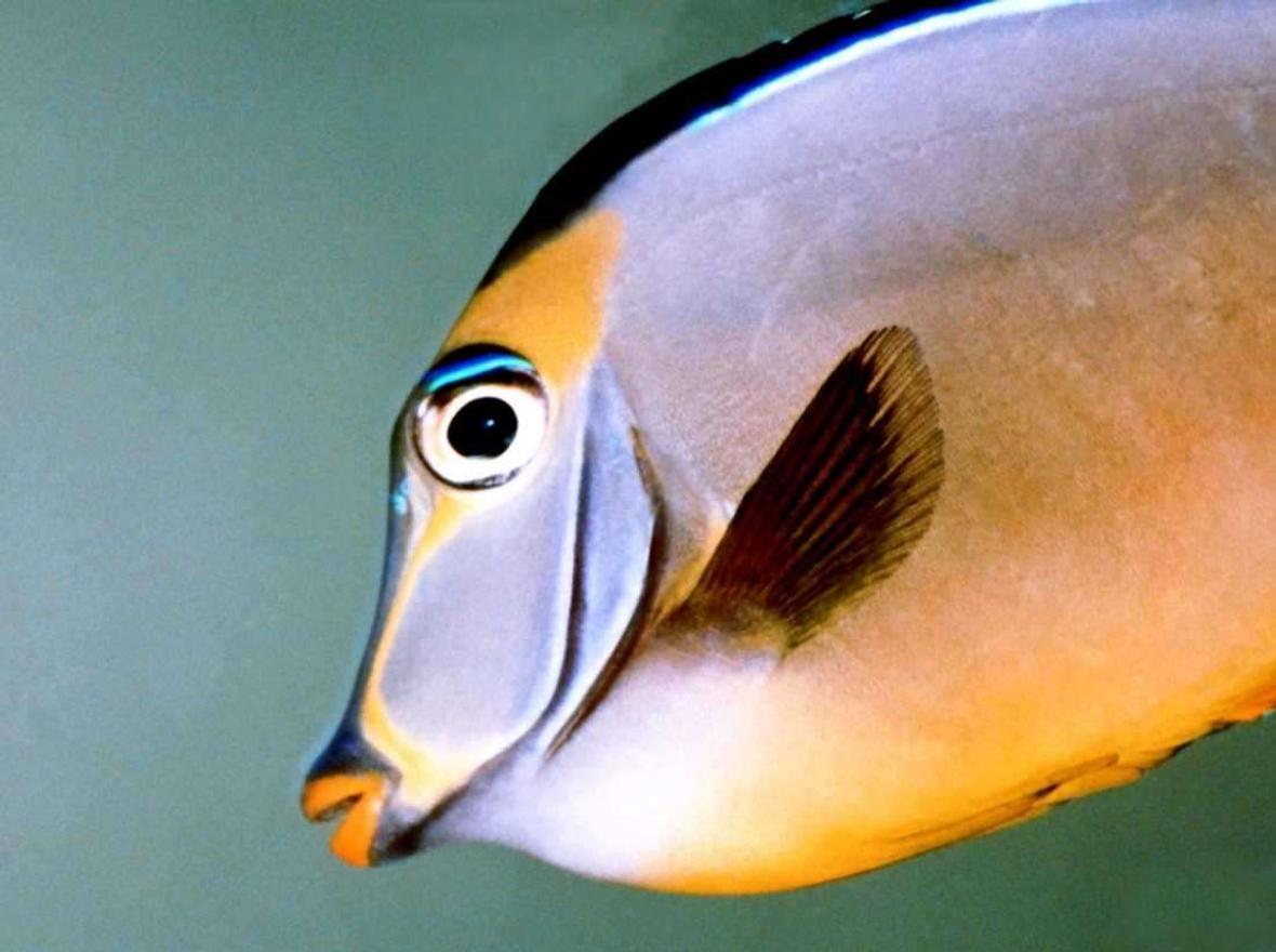 saltwater fish - acanthurus sohal - sohal tang stocking in 150 gallons tank - Lipstick