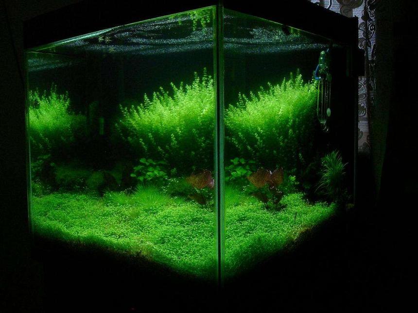 Rated #17: 75 Gallons Planted Tank - My Planted Tank