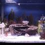 30 gallons freshwater fish tank (mostly fish and non-living decorations) - Front view of tank.