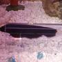 freshwater fish - apteronotus albifrons - black ghost knifefish stocking in 30 gallons tank - Black Ghost Knife