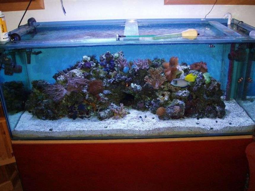 Rated #111: 150 Gallons Reef Tank - 1 year on