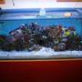 150 gallons reef tank (mostly live coral and fish) - 1 year on