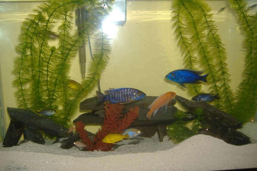 Rated #342: 30 Gallons Freshwater Fish Tank - a variety of cichlids