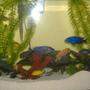 30 gallons freshwater fish tank (mostly fish and non-living decorations) - a variety of cichlids