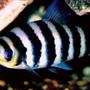 freshwater fish - leporinus fasciatus - banded leporinus stocking in 55 gallons tank - Leporinus