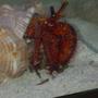 corals inverts - dardanus lagopodes - hairy red hermit crab stocking in 29 gallons tank - Red ocean hermit