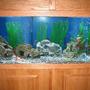 320 gallons freshwater fish tank (mostly fish and non-living decorations) - Large Fish in Tank