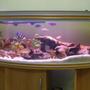 50 gallons freshwater fish tank (mostly fish and non-living decorations) - Mixed Cichlid Tank