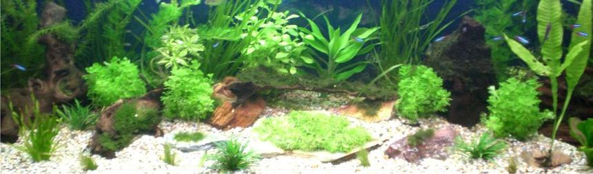 Rated #77: 60 Gallons Planted Tank - All new plants & setup should look really good in a couple of weeks. I will keep pics updated. Had tank about 2 months and spent roughly £250 most  off eBay.