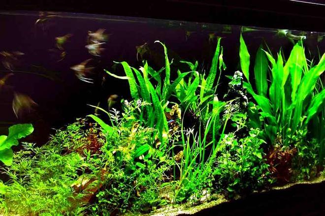 64 gallons planted tank (mostly live plants and fish) - Closer view of plants
