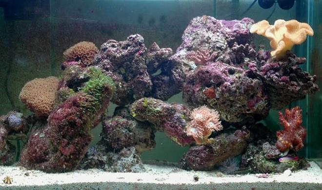 32 gallons reef tank (mostly live coral and fish) - Tank at nearly 2 months...