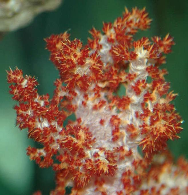 corals inverts - dendronephthya sp. - carnation tree coral stocking in 32 gallons tank - Red Carnation Coral - not a beginers Coral, Difficult to Feed...