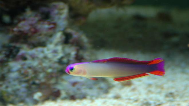 saltwater fish - nemateleotris decora - firefish, purple stocking in 32 gallons tank - Purple Firefish (Nemateleotris decora)