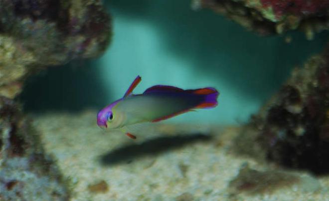 saltwater fish - nemateleotris decora - firefish, purple stocking in 32 gallons tank - Purple Firefish (Nemateleotris decora) - Fin Raised