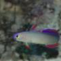 saltwater fish - nemateleotris decora - firefish, purple stocking in 32 gallons tank - Purple Firefish (Nemateleotris decora) - "I'm Outta here"