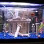 10 gallons freshwater fish tank (mostly fish and non-living decorations) - HOT tank