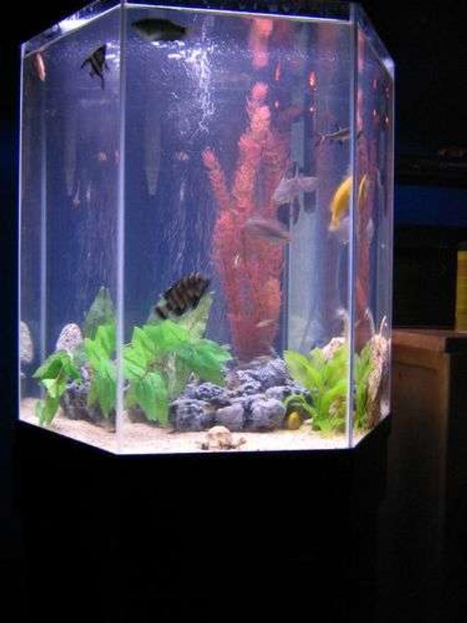 35 gallons freshwater fish tank (mostly fish and non-living decorations) - VERY BAD PICTURE NEW ONE SOON