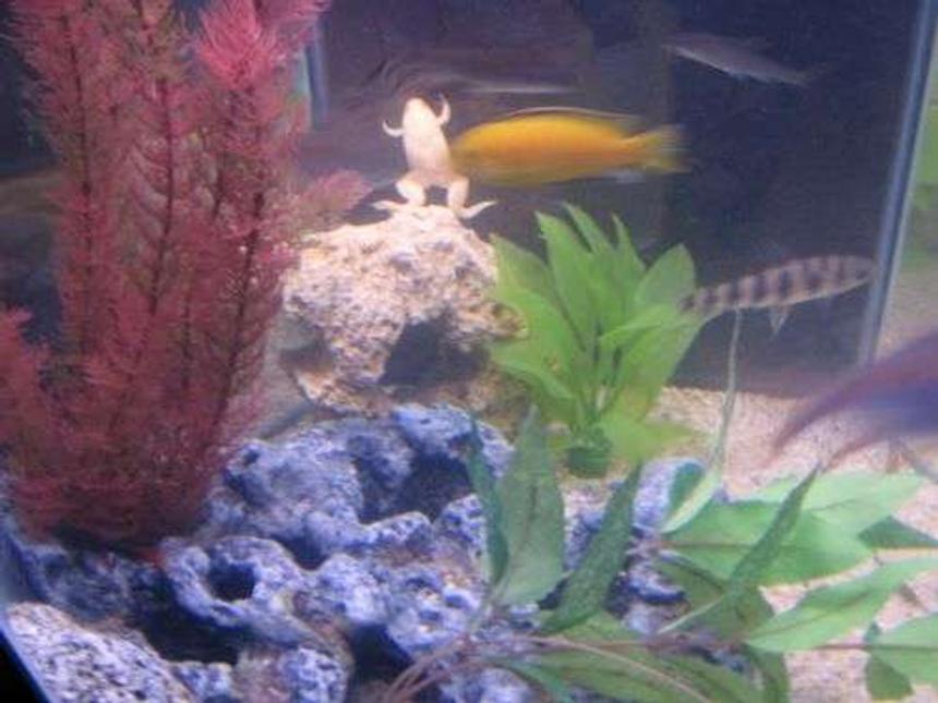 Rated #166: Freshwater Fish - Pseudotropheus Estherae - Red Zebra Cichlid Stocking In 35 Gallons Tank - FROG