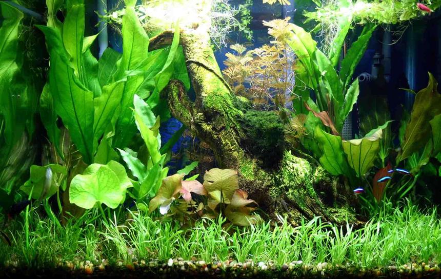Rated #34: 50 Gallons Planted Tank - 50 Gallon Planted Aquarium