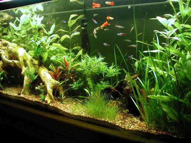 55 gallons planted tank (mostly live plants and fish) - 55 gal, 1 month old
