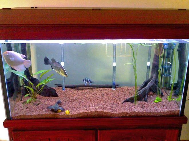 freshwater fish tank (mostly fish and non-living decorations) - a