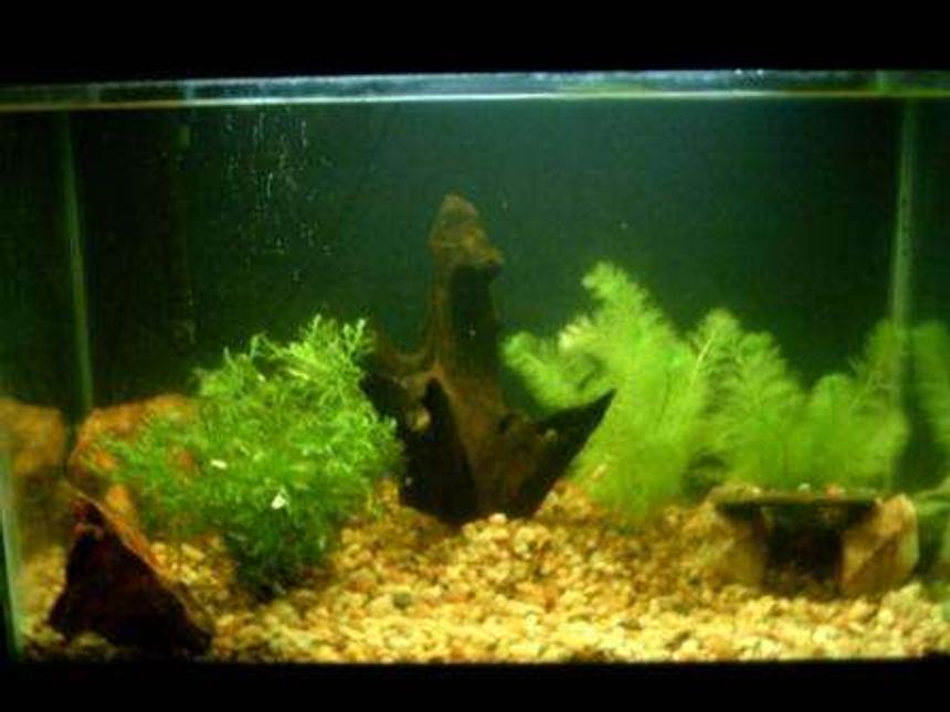Rated #191: 20 Gallons Planted Tank - This is my 20 gallon planted tank that is home to my blue lobster(crayfish)