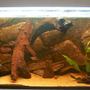 65 gallons freshwater fish tank (mostly fish and non-living decorations) - My Amazon set-up...