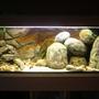 65 gallons freshwater fish tank (mostly fish and non-living decorations) - Tanganyika nr two, DIY, hollow rocks.