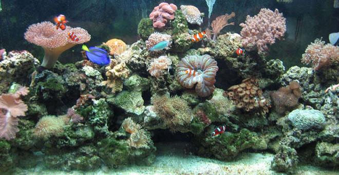 110 gallons reef tank (mostly live coral and fish) - 110 gallon - 20+ coral, 10 fish, some inverts
