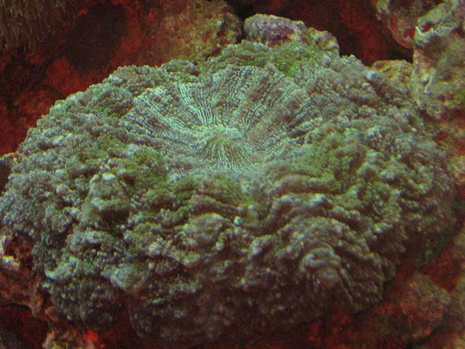 corals inverts - scolymia wellsi - artichoke coral stocking in 110 gallons tank - Artichoke Coral
