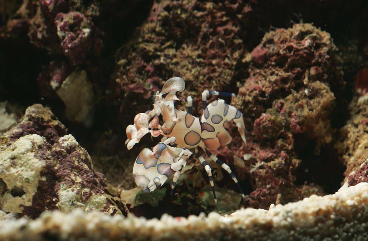 saltwater fish - plectorhinchus chaetodonoides - harlequin sweetlips stocking in 62 gallons tank - My eaten (thank you Picasso trigger) Harlequin Shrimp taken with a Canon EOS 1D MKII with Sigma 150mm Macro lens + 580EX flash on Off Camera Shoe Cord (held on top of tank aimed at shrimp) and Canon MT-24EX Macro Flash aimed at Shrimp (on Camera) while using tripod. Aperture is about f/16