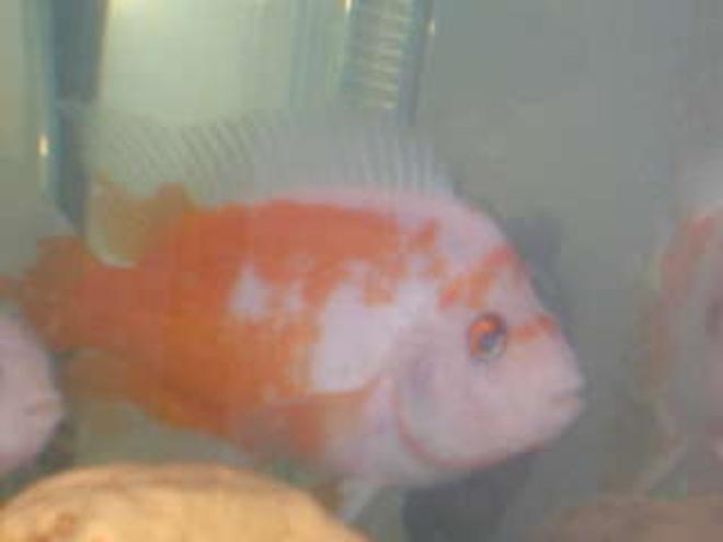 freshwater fish - amphilophus labiatus - red devil stocking in 29 gallons tank - red n white devil