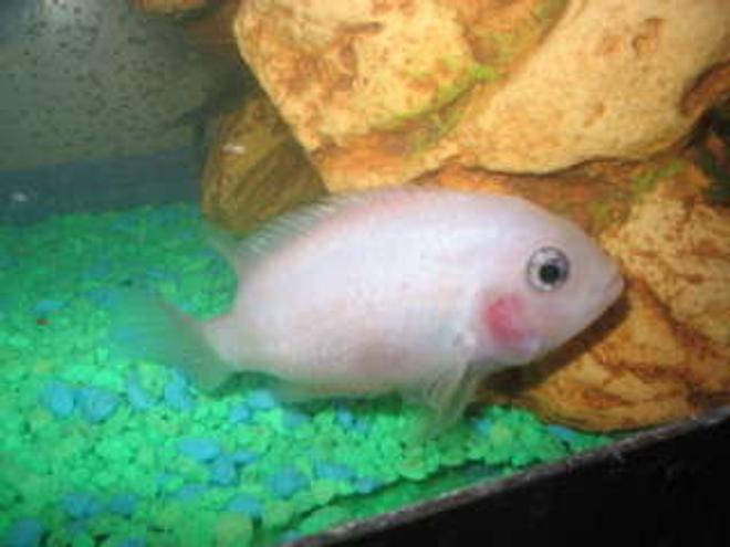 freshwater fish - archocentrus nigrofasciatus - pink convict cichlid stocking in 29 gallons tank - pink convict