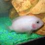 freshwater fish - archocentrus nigrofasciatus - pink convict cichlid stocking in 29 gallons tank - pink convict