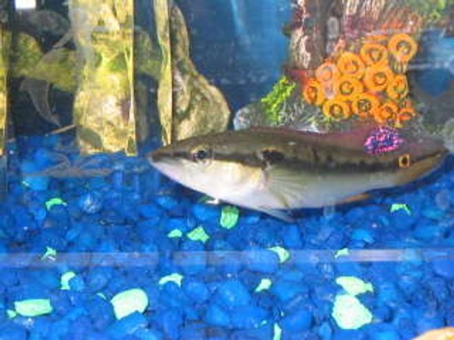 freshwater fish - crenicichla notophthalmus - dwarf pike cichlid stocking in 29 gallons tank - pike cichlid