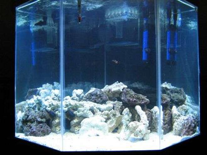 44 gallons saltwater fish tank (mostly fish, little/no live coral) - this is a picture of our tank :)