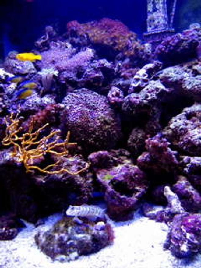 47 gallons reef tank (mostly live coral and fish) - This is my tank. 47 Gallon Pentagon. 70 lbs of Live rock, aquacultured. 50lbs crushed coral substrate. Several various marine-bred and aquacultured corals.  134 Watts of Compact lighting. Penguin Bio Filter, Wet/dry, Protein skimmer, 2 powerheads on wave device. -Growing for approx 3 years.