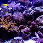 47 gallons reef tank (mostly live coral and fish) - This is my tank. 47 Gallon Pentagon. 70 lbs of Live rock, aquacultured. 50lbs crushed coral substrate. Several various marine-bred and aquacultured corals. 134 Watts of Compact lighting. Penguin Bio Filter, Wet/dry, Protein skimmer, 2 powerheads on wave device. -Growing for approx 3 years.
