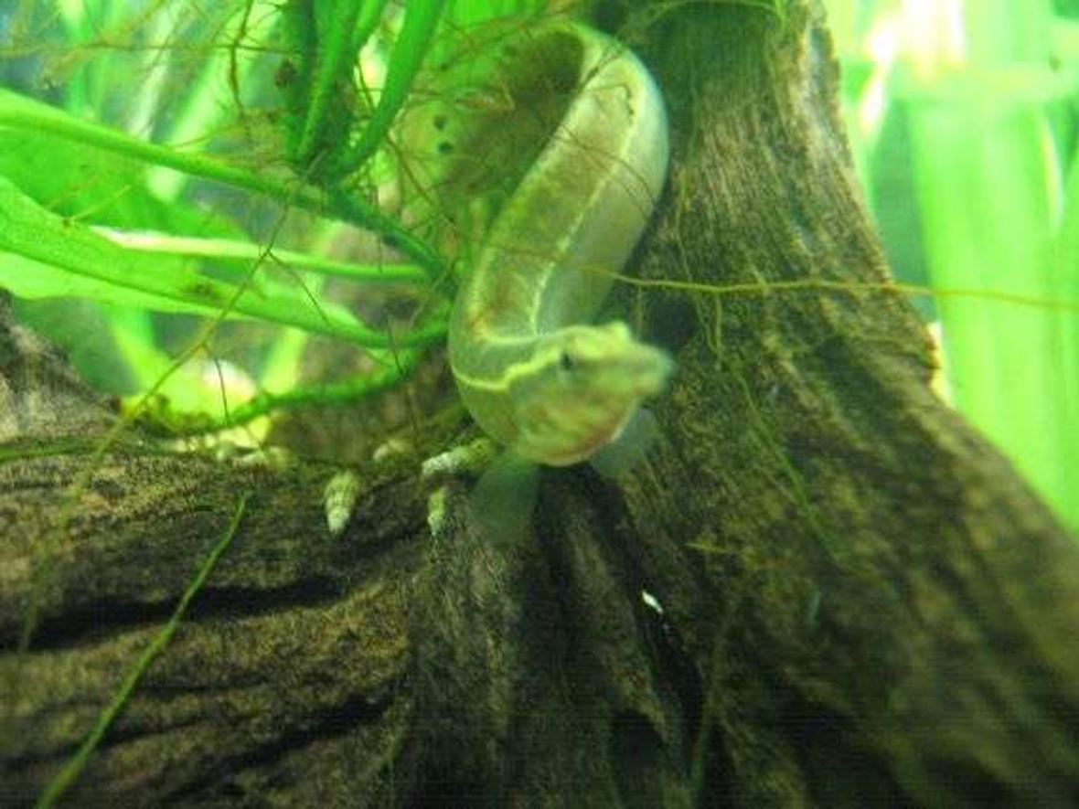 freshwater fish - mastacembelus erythrotaenia - fire eel stocking in 40 gallons tank - the peacock spiny eel called steve, named after steve irwins death